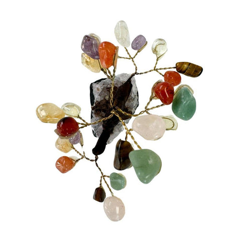 money tree colorado Feng Shui Money Tree