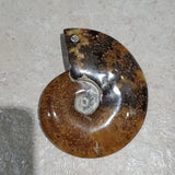 Natural polished Ammonite