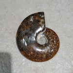 Natural polished Ammonite