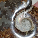 Natural polished Ammonite
