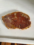 Natural polished Petrified Wood slab