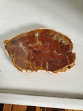 Natural polished Petrified Wood slab