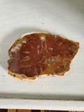 Natural polished Petrified Wood slab