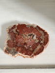 Natural polished Petrified Wood slab