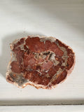 Natural polished Petrified Wood slab