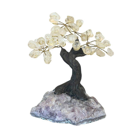 money tree colorado Feng Shui Money Tree