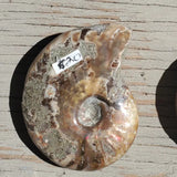 Natural Ammonite shell