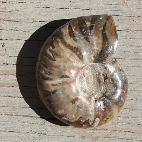 Natural Ammonite shell