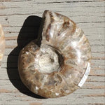 Natural Ammonite shell
