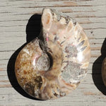 Natural Ammonite shell